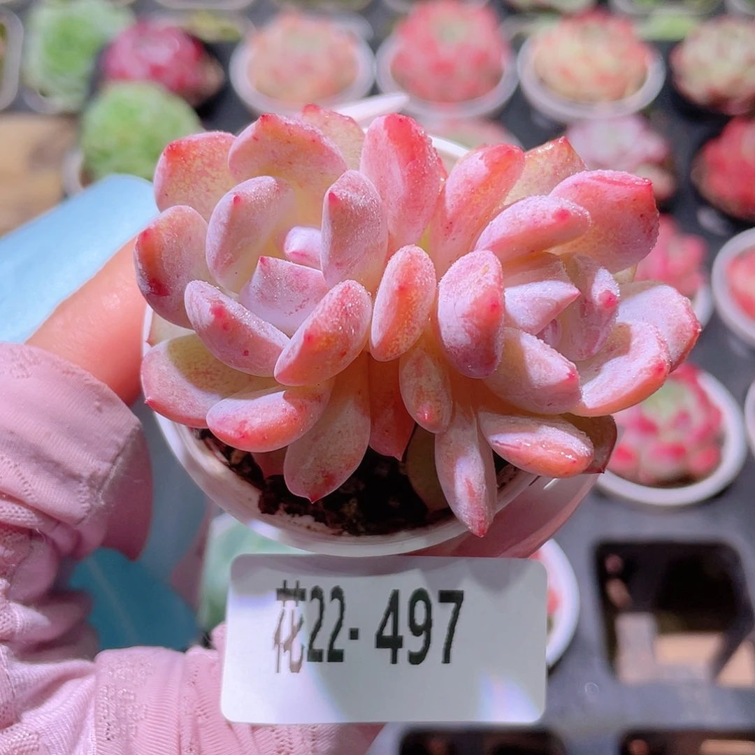 花利美22-497橙梦露