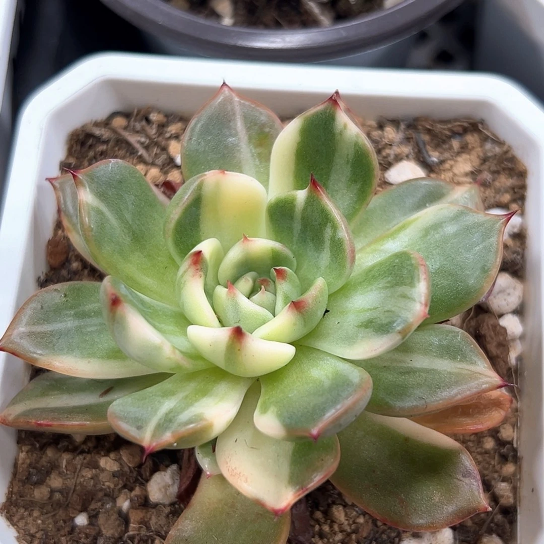 弗朗明哥锦 小方花圃一物一拍