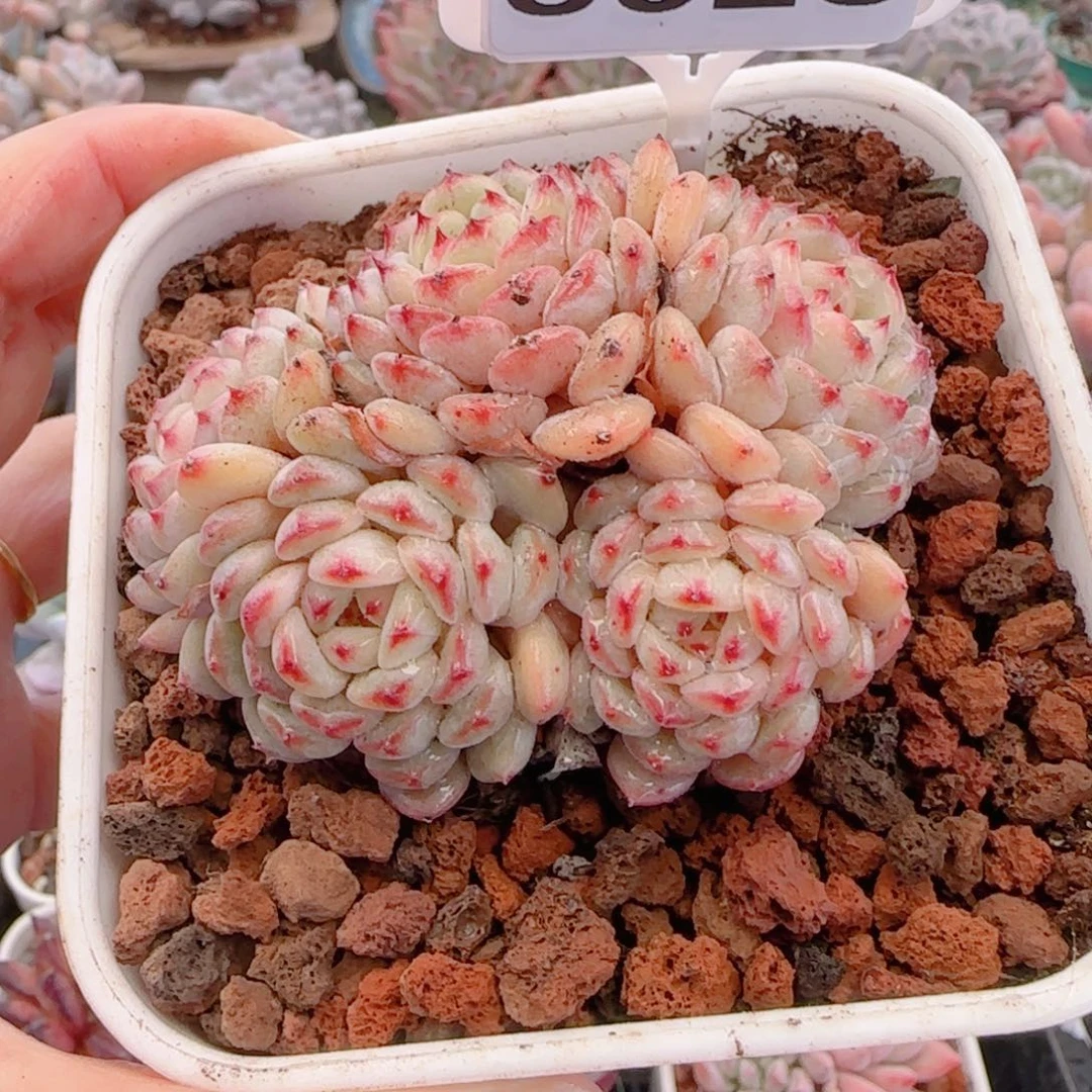 多肉植物8628…………