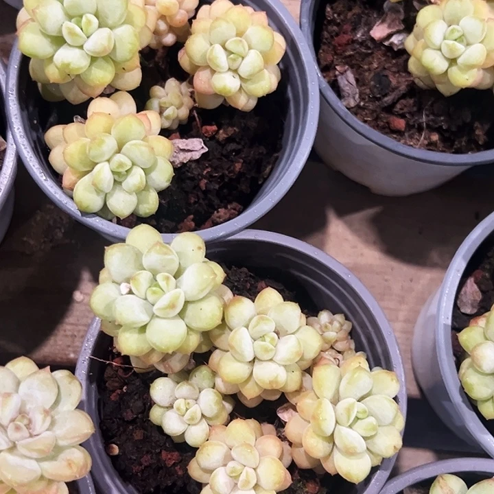 阳光玫瑰       福利多多