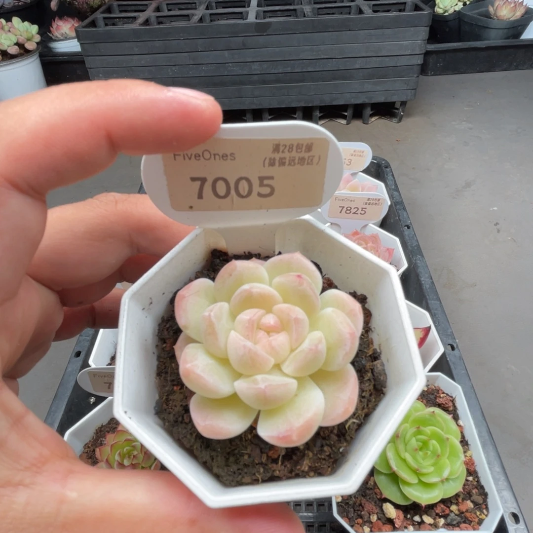 7005白桃汽水4.5厘米