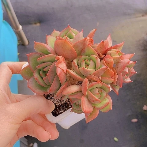672多肉植物老桩