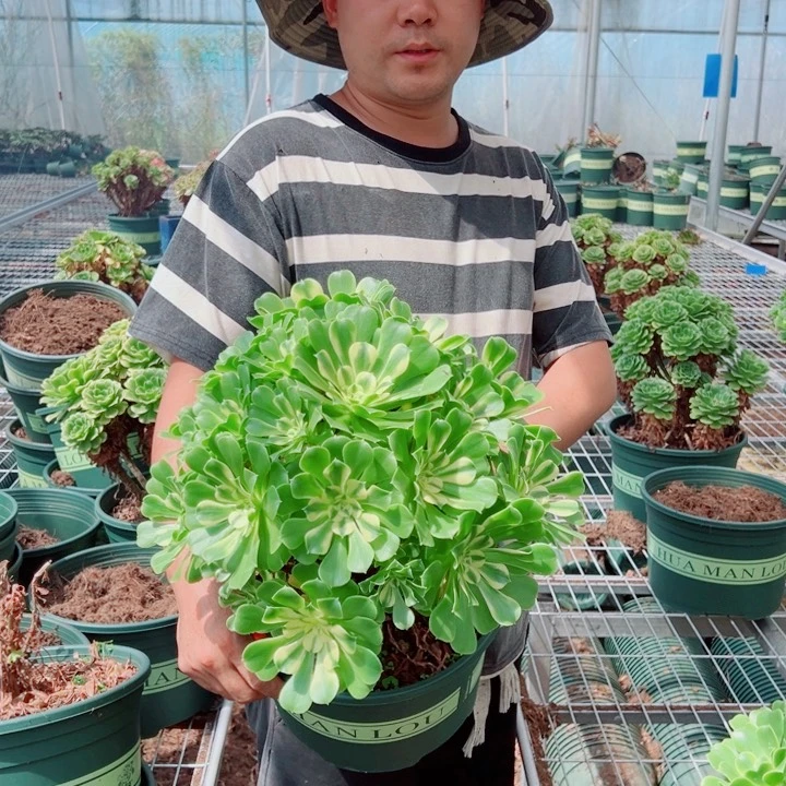 大颗辛尼亚多肉法师