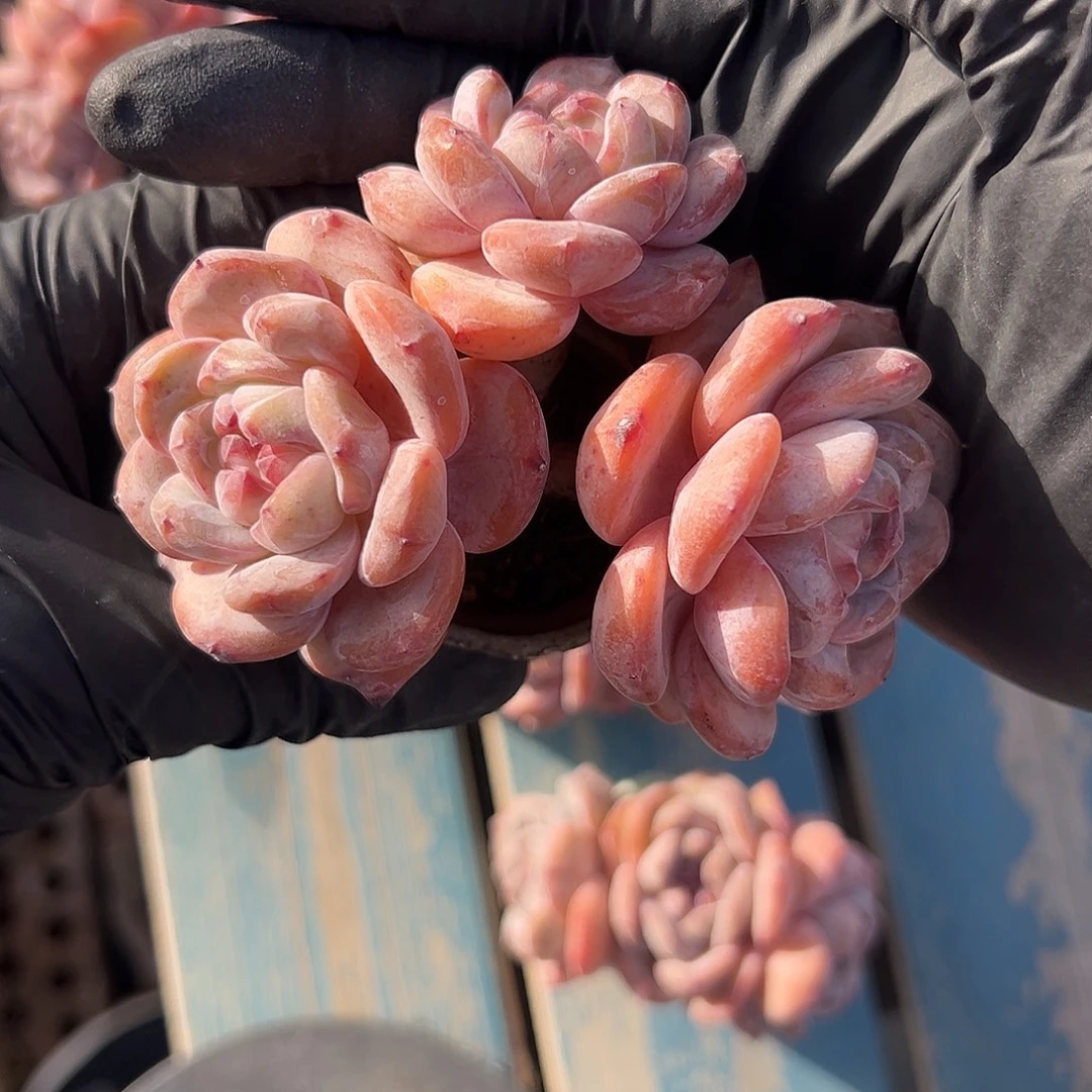 灵***@三头星影带盆发的2006