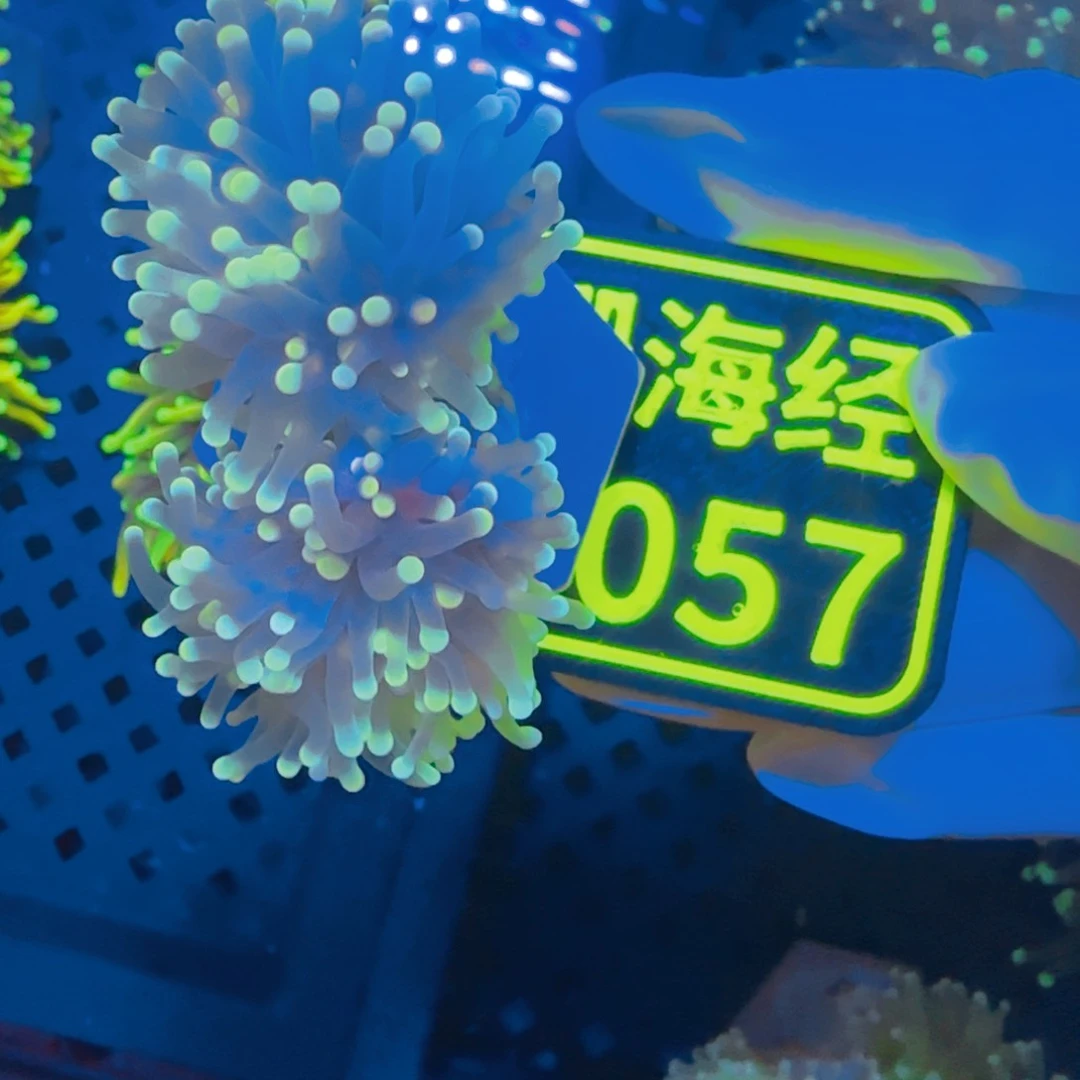 夜***阳纽扣珊瑚晓晓不包邮脱藻露骨黑火柴C057