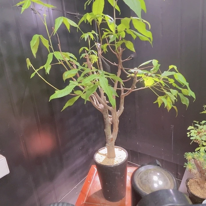 大哈威没药橄榄88888888