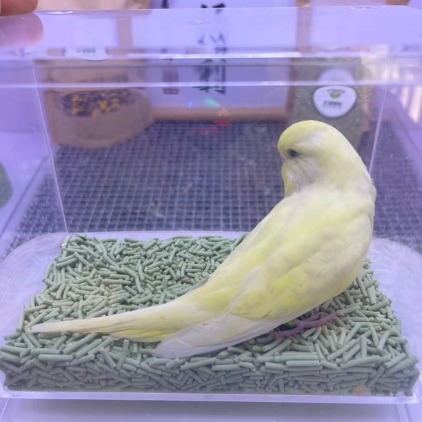 虎皮鹦鹉-台血大头奶黄公I8396