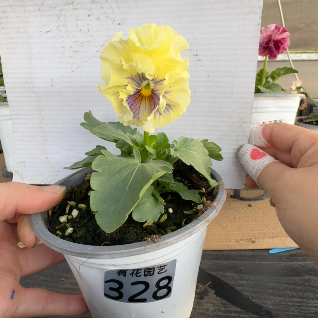 无花朵328号角堇