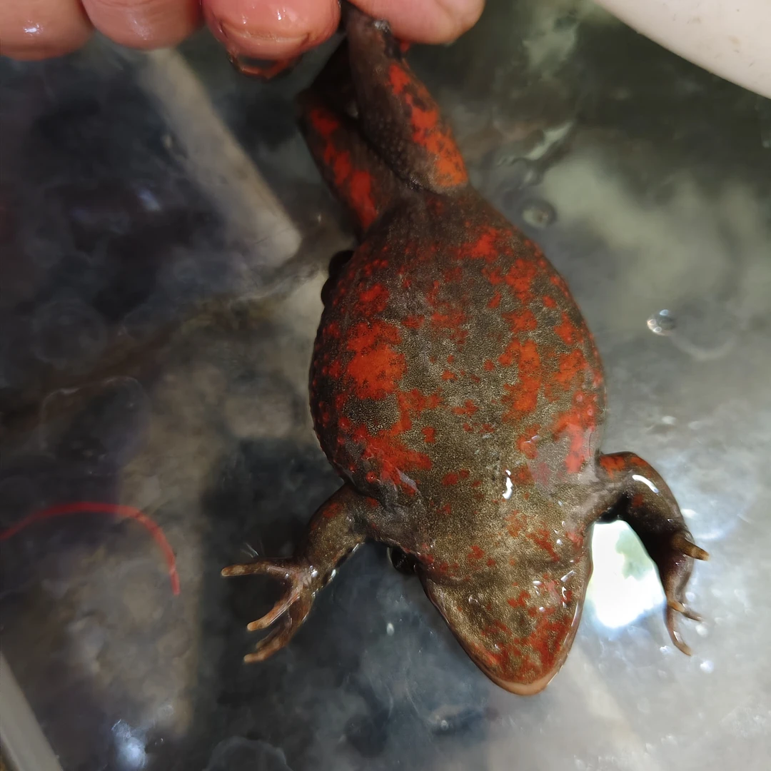 东北红肚母蛤蟆满籽满油鲜活包邮满籽母蛙蛤蟆油