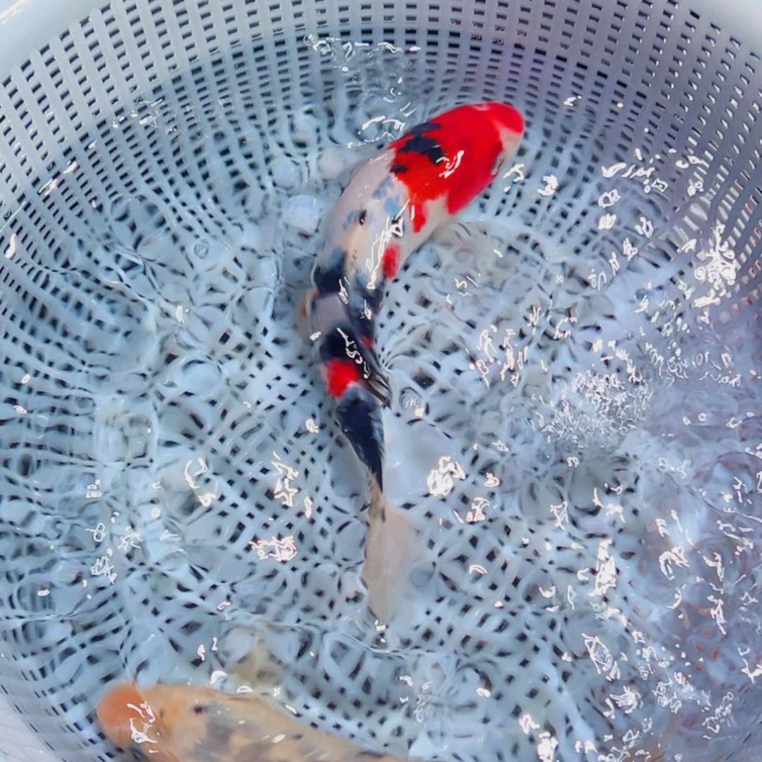 锦鲤锦鲤观赏鱼1111