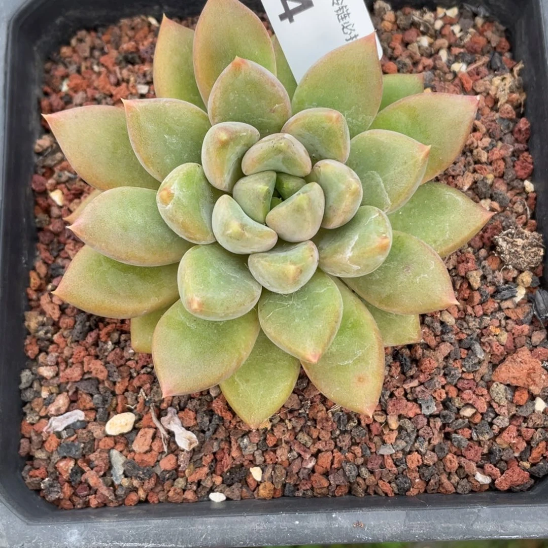 电***鱼694红象牙单头多肉植物