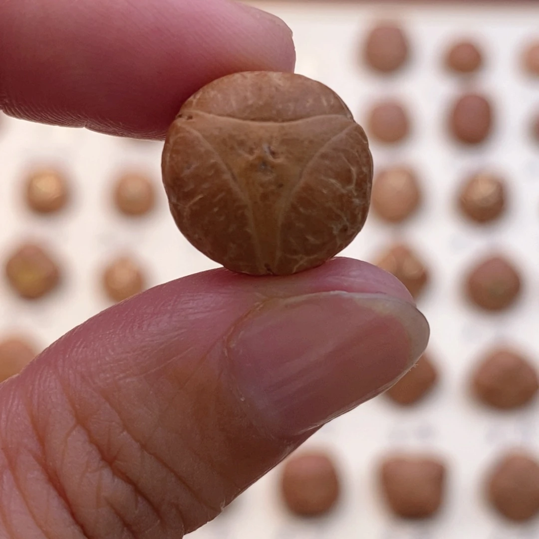 龙眼菩提吊坠龙眼