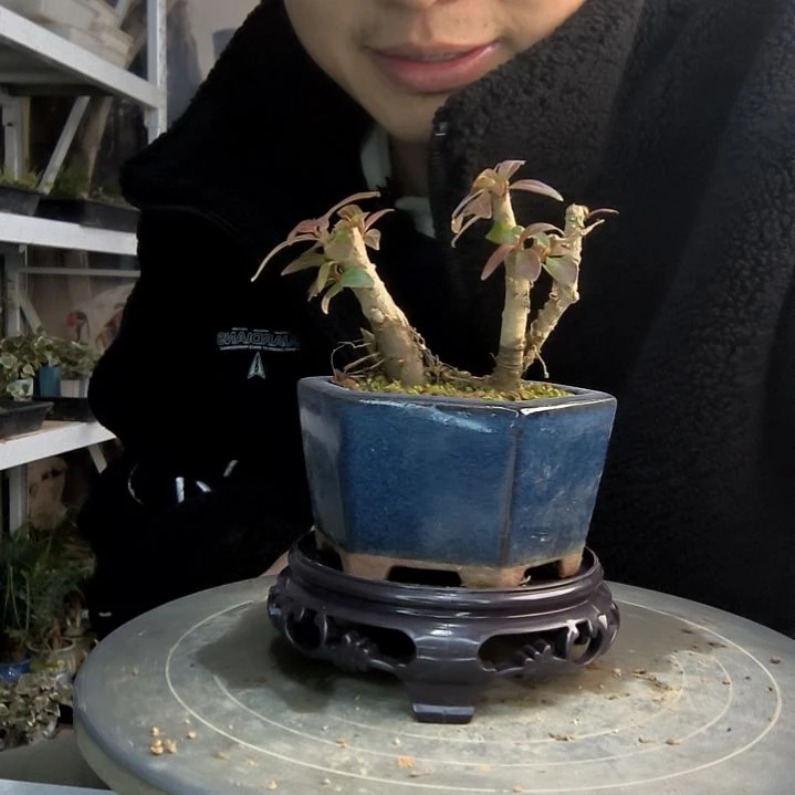 月**又小盆景小植物一物一拍36