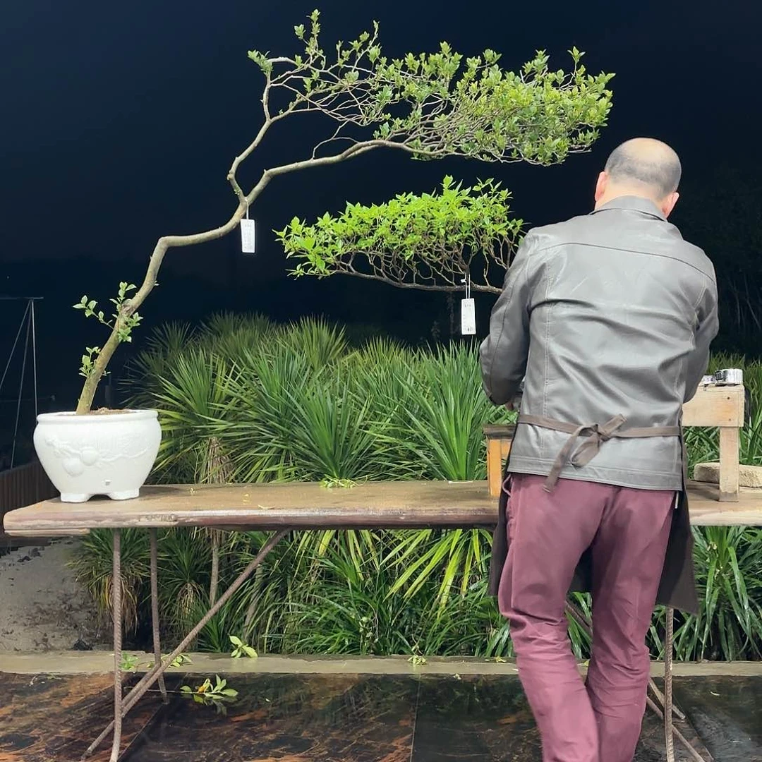 盆景盆景精品海岛栀子花