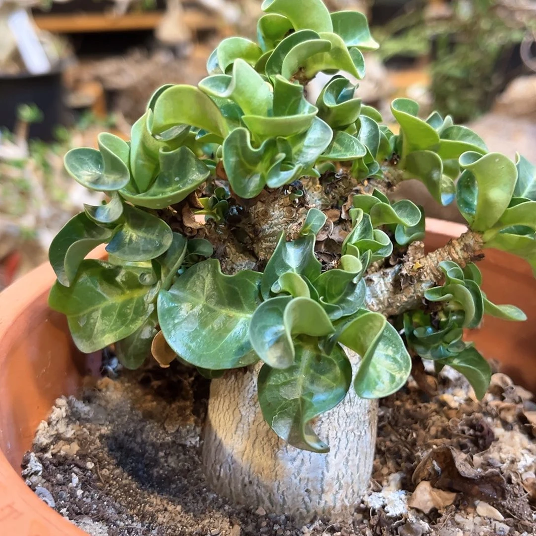 潮流植物 卡汗羊角
