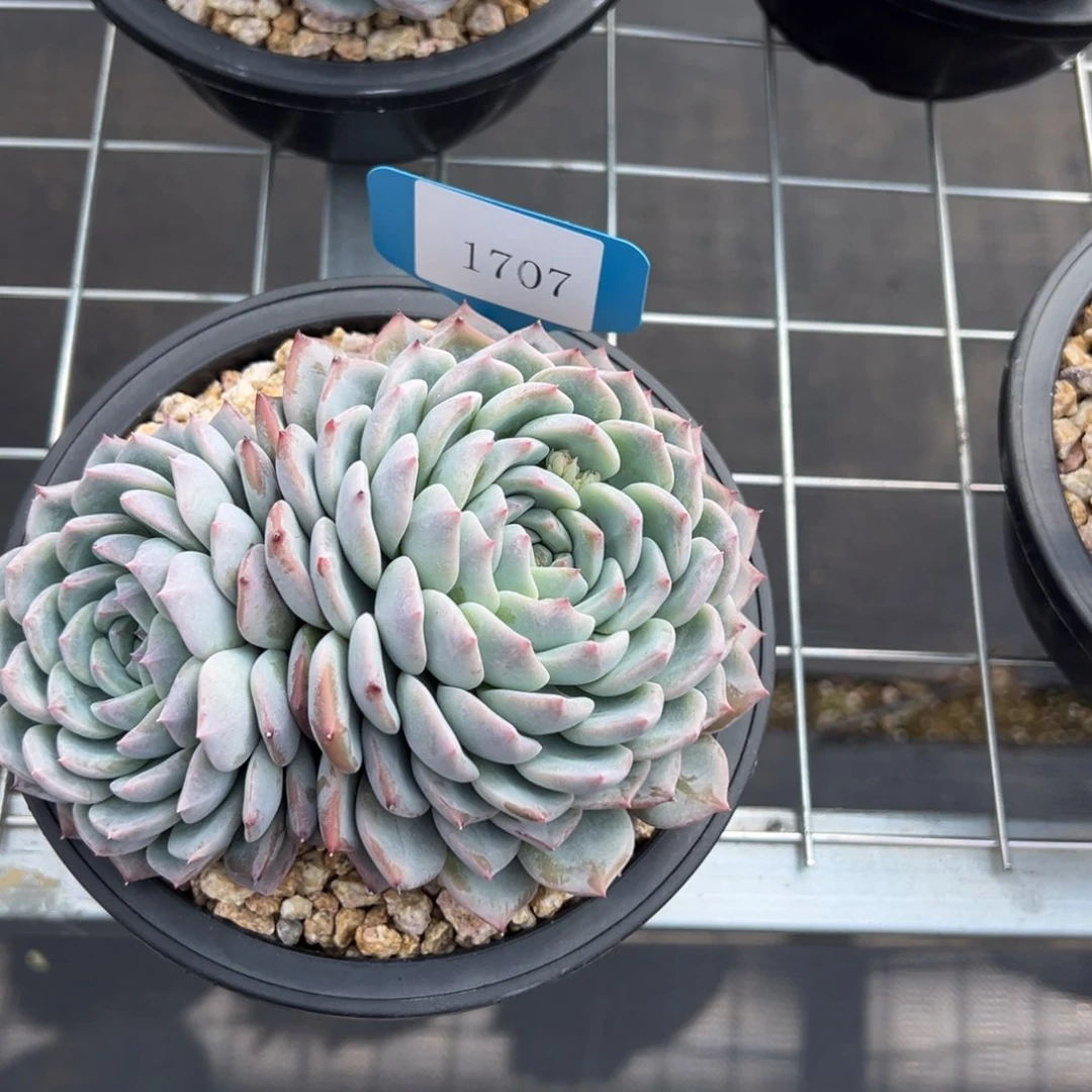 度**忧1707多人的反反复复