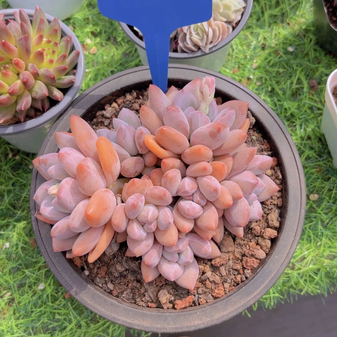 舍啦啦啦啦啦啦啦啦