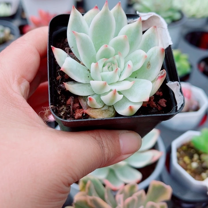 吉娃娃锦多肉植物355