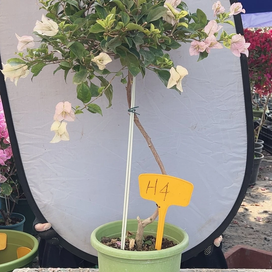 肖***肖大部分花苞少量开放H4金边丽娜