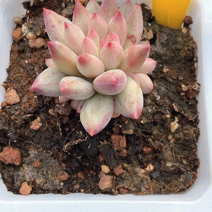 努***鹏多肉植物1089多肉