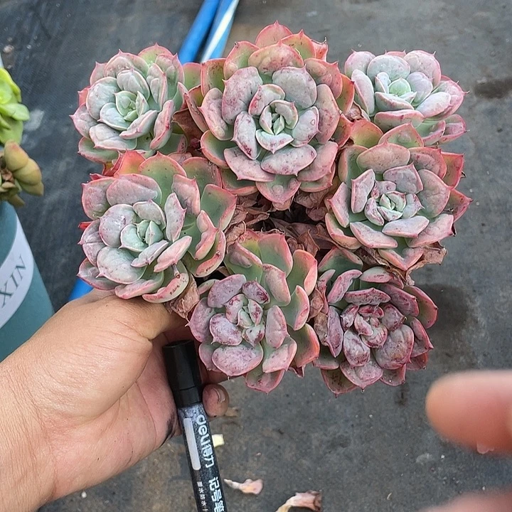 张***转优惠优惠七头雨滴带盆发货