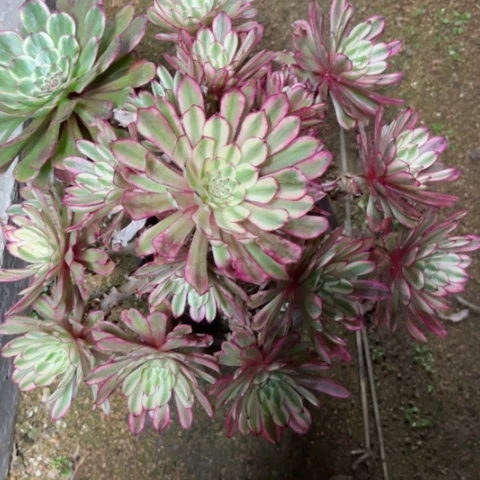 多肉植物仙膜锦，