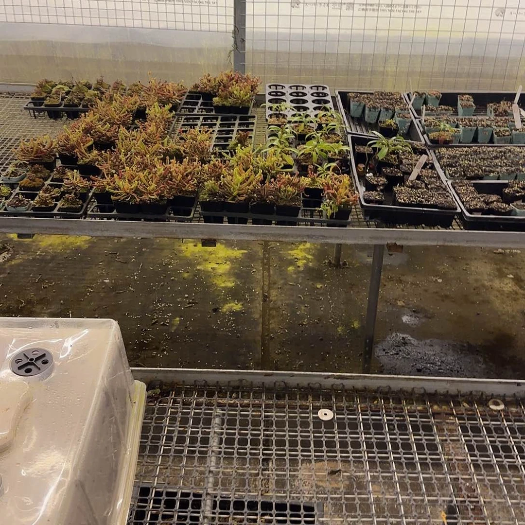 铃***芙无花朵专拍存米链接