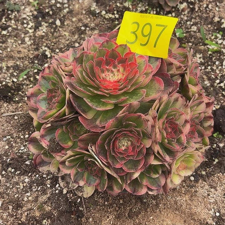 多肉植物福利397个