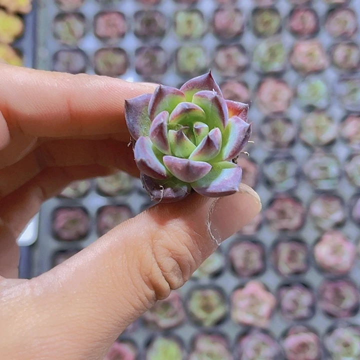 精品马赛尔一单两颗穴盘