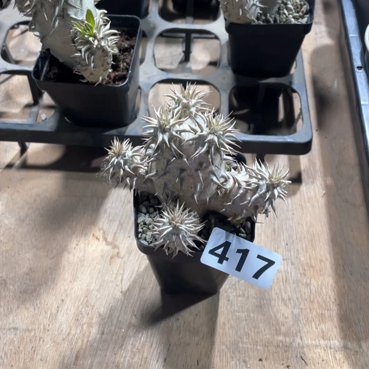 417西巴女王块根