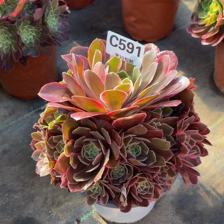 瑞妈多肉植物591