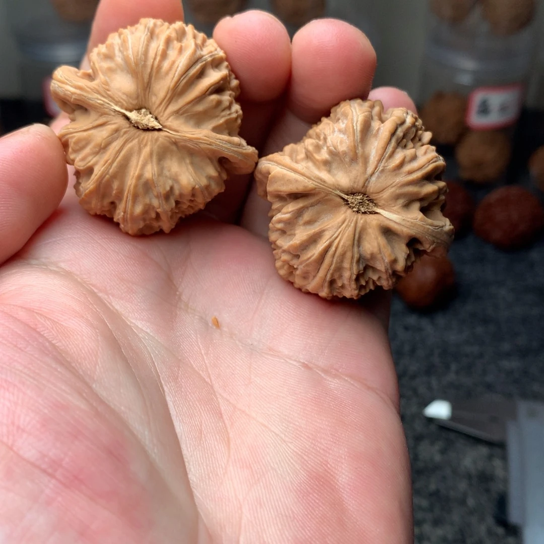 把件文玩核桃全品白狮子