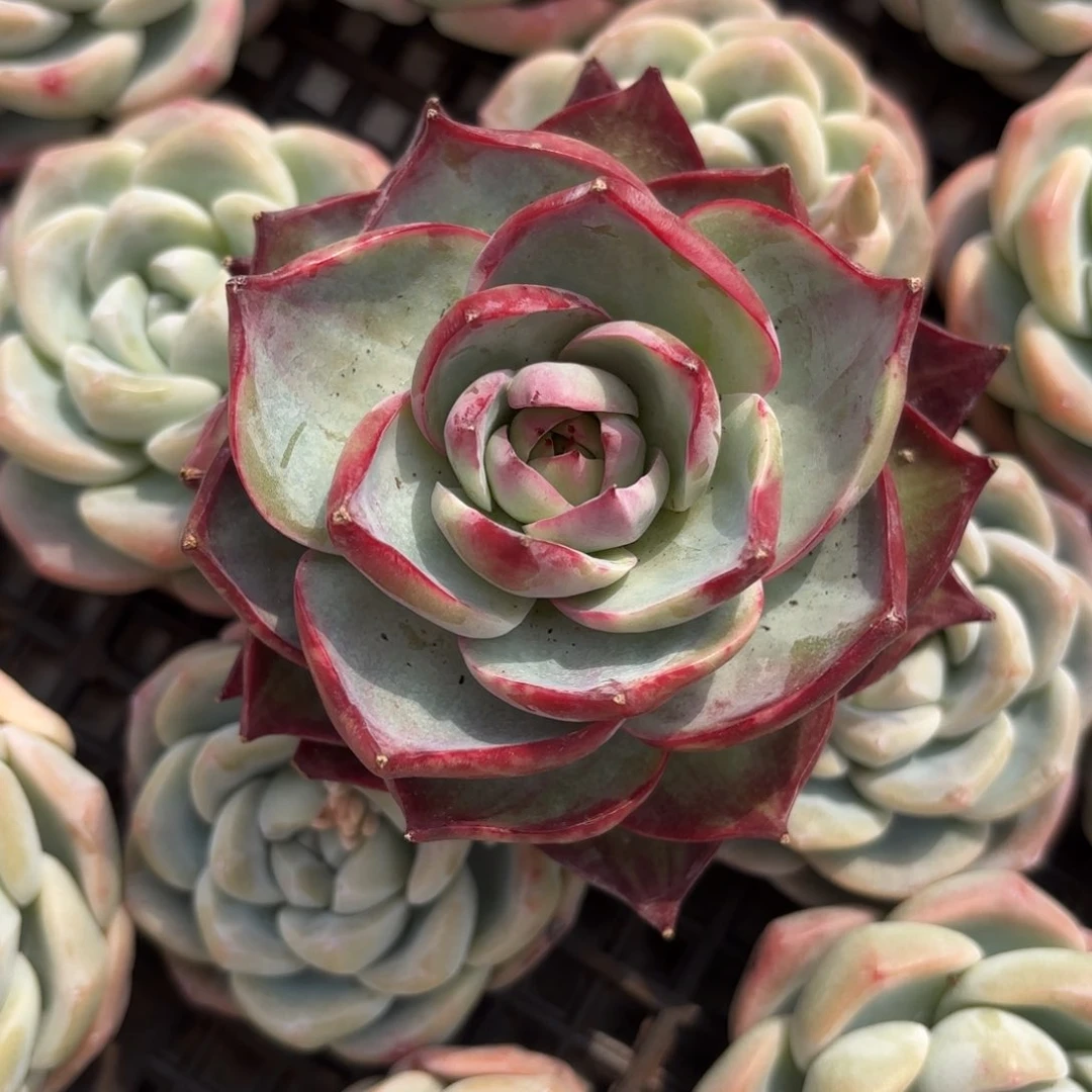 舒的惊鸿仙子好看