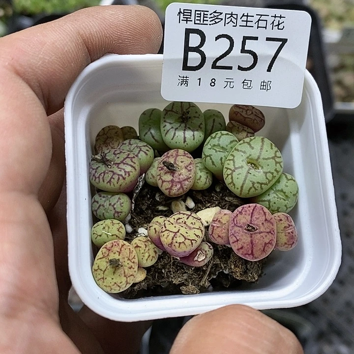 鸿***9257号多肉植物组合多肉