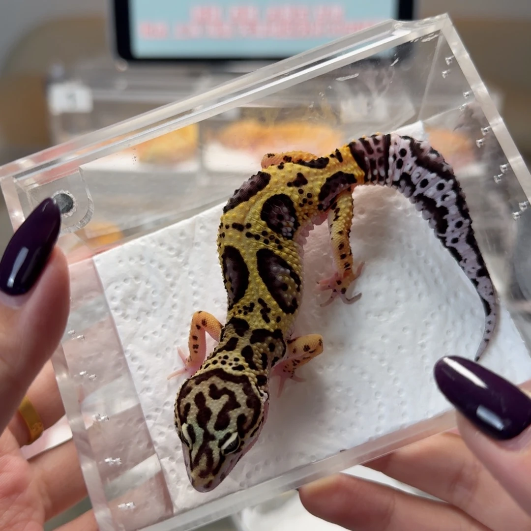 豹纹守宫土匪妹妹