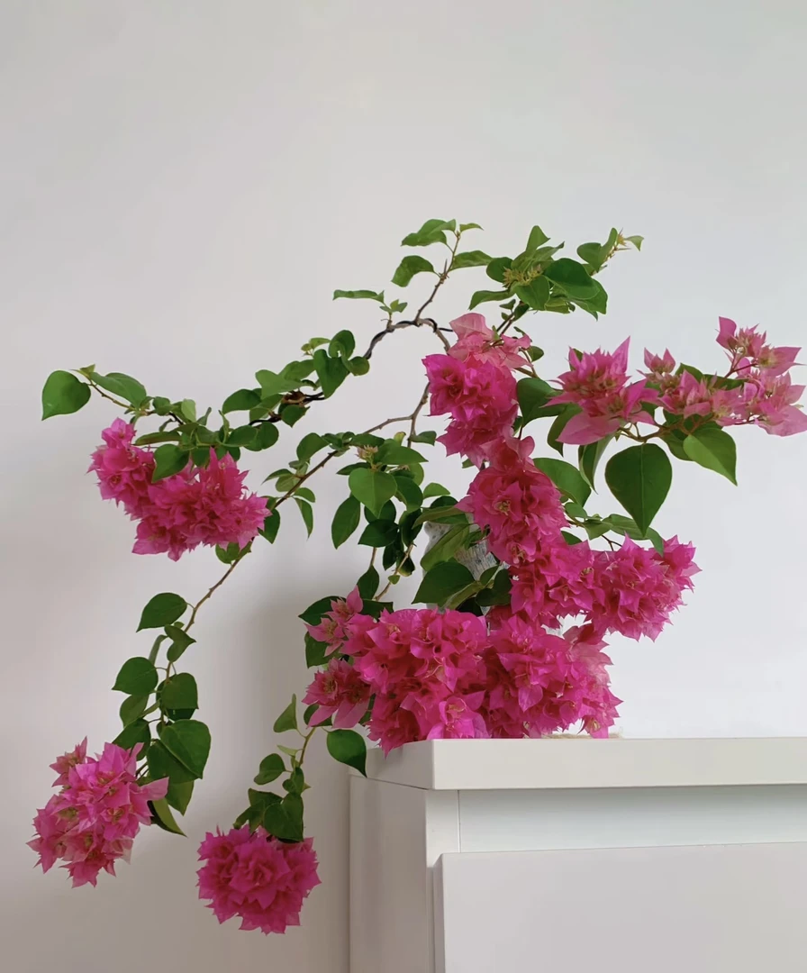 【重瓣】三角梅花卉勤花四季开花基地直发