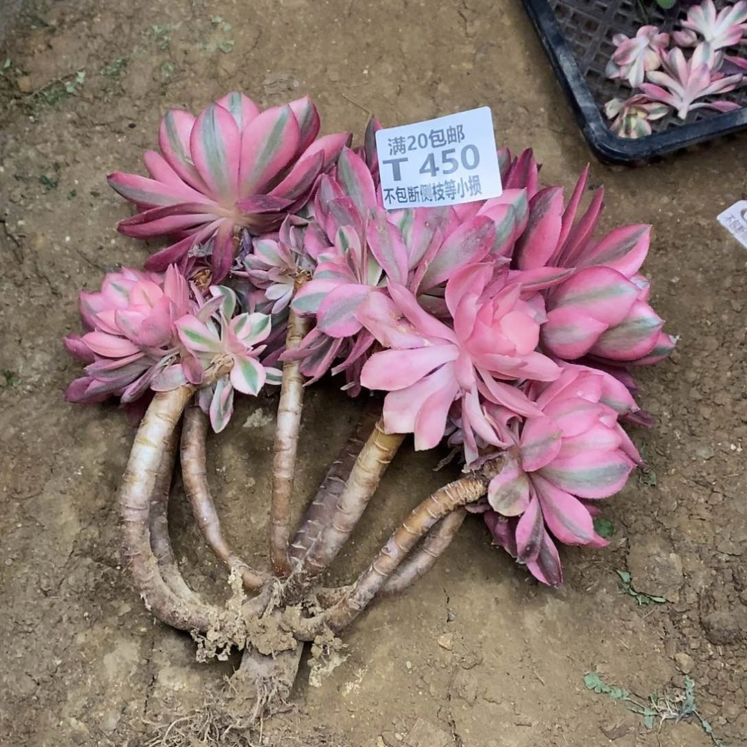 450女巫多肉法师锦有砍