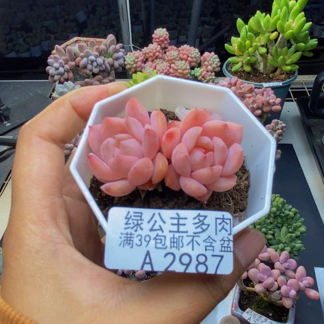 福**斯987冰魄多肉肉4c m