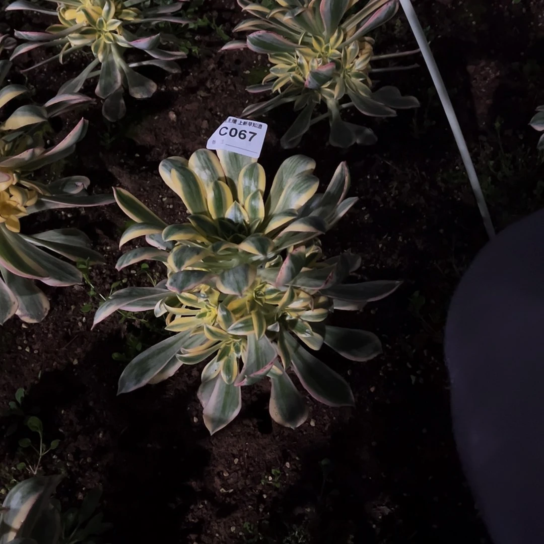 自****桃多肉067灿烂法师