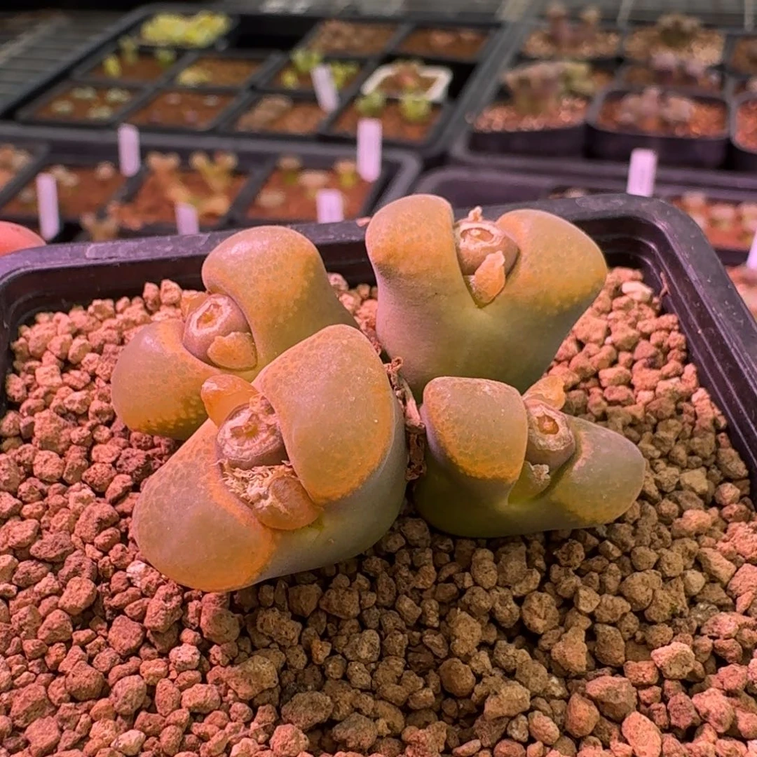 ?****?云缦精品番杏24.12