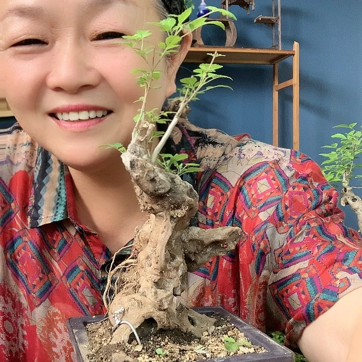 【闪购商品】完全开放有****长黄荆