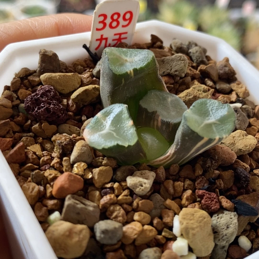 389号山之翠万象锦