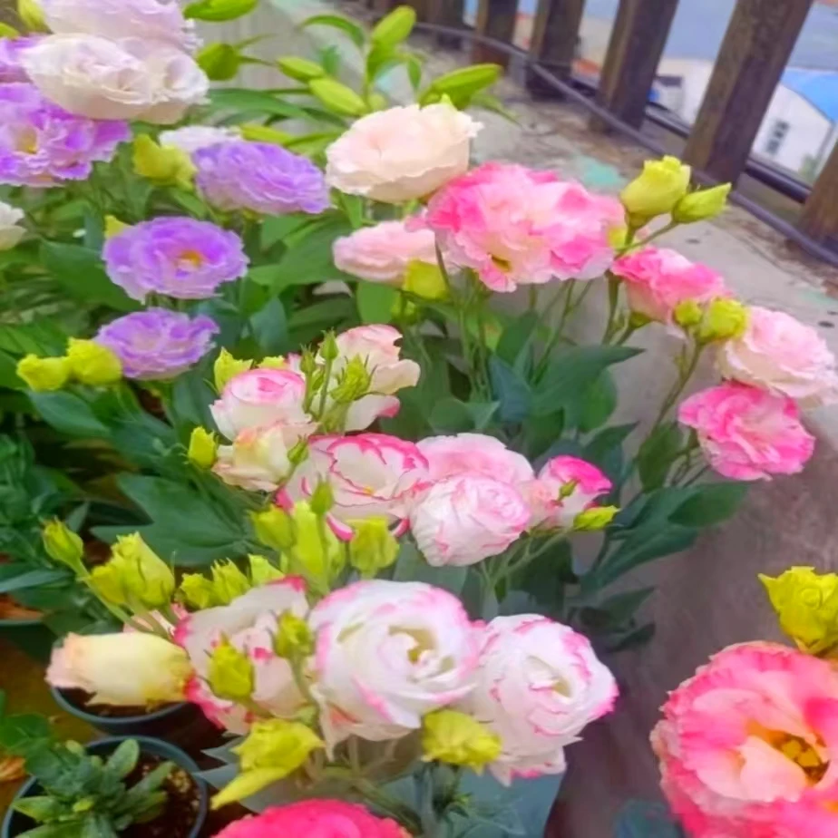 洋桔梗种子花四季易活阳台庭院盆栽地栽南北方种植