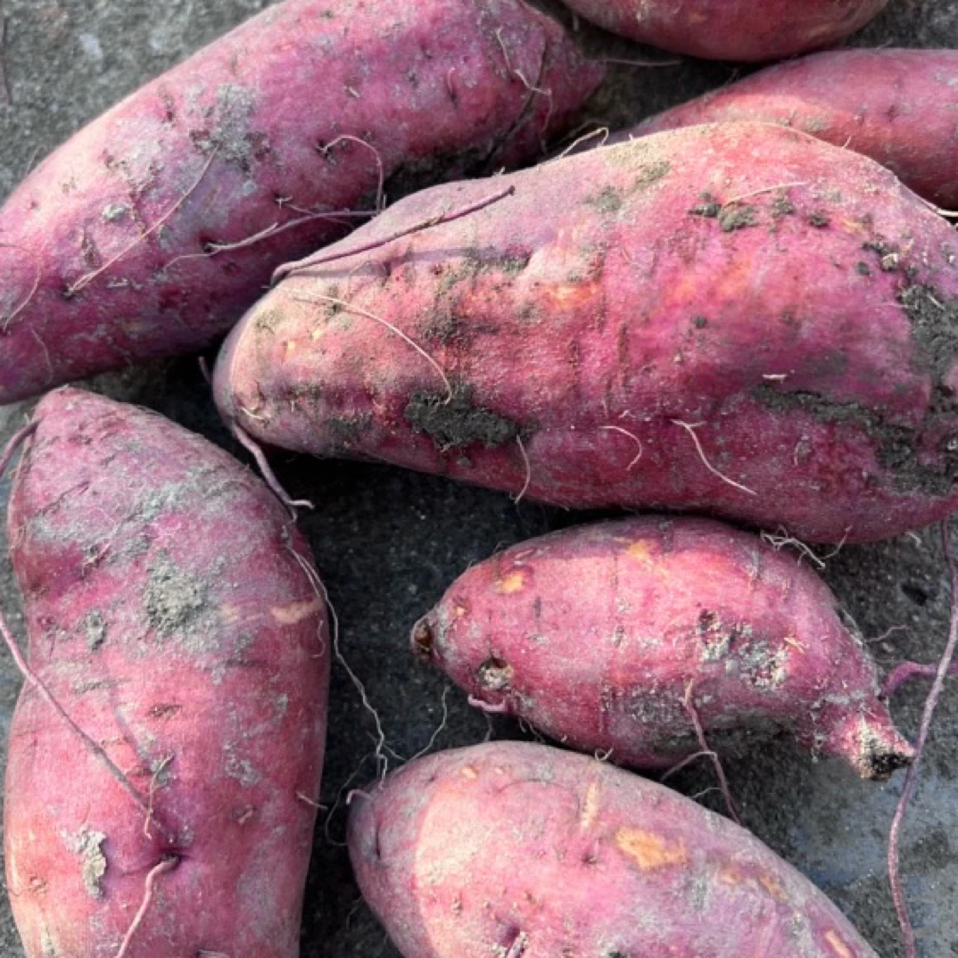 烟薯25西瓜红蜜薯番薯糖心蜜薯沙地现挖新鲜软糯香甜农家自种