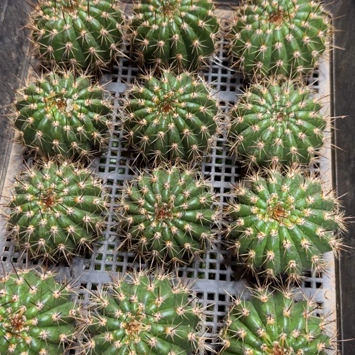 264毛花柱20无根侧牙斑6公分左右，20包邮