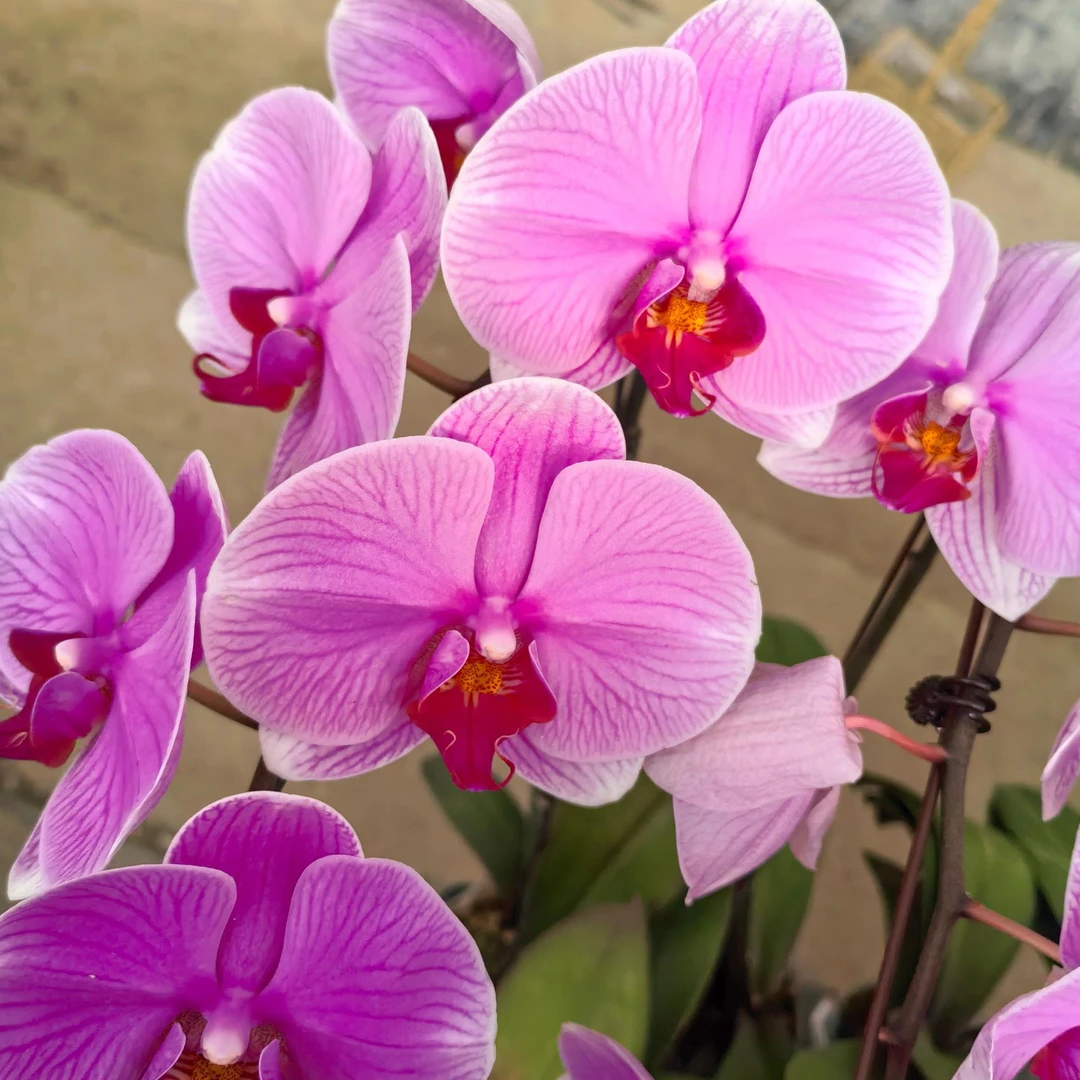 【海洋之星】室内花卉蝴蝶兰3.5寸苗