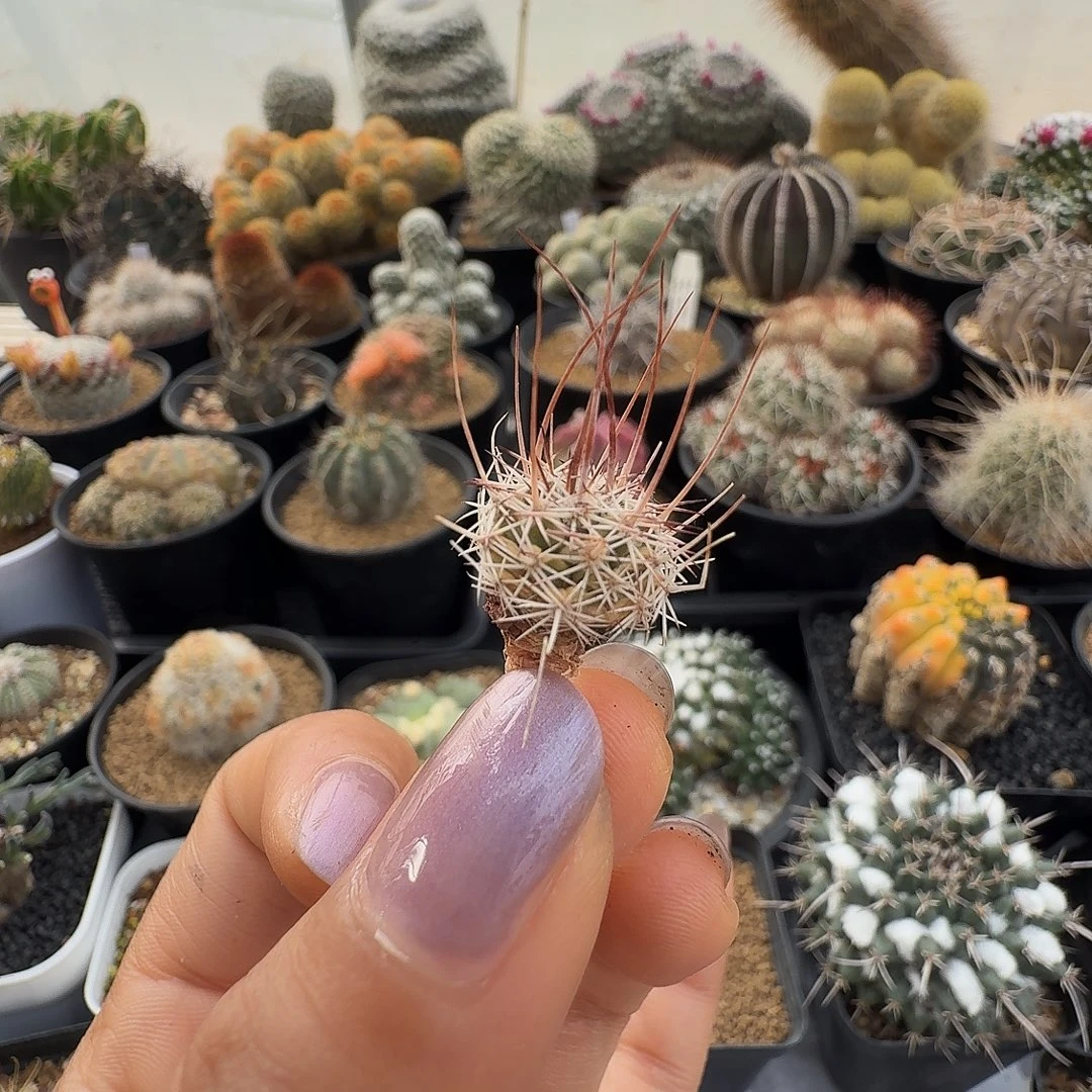 实生龙须玉脱土发货