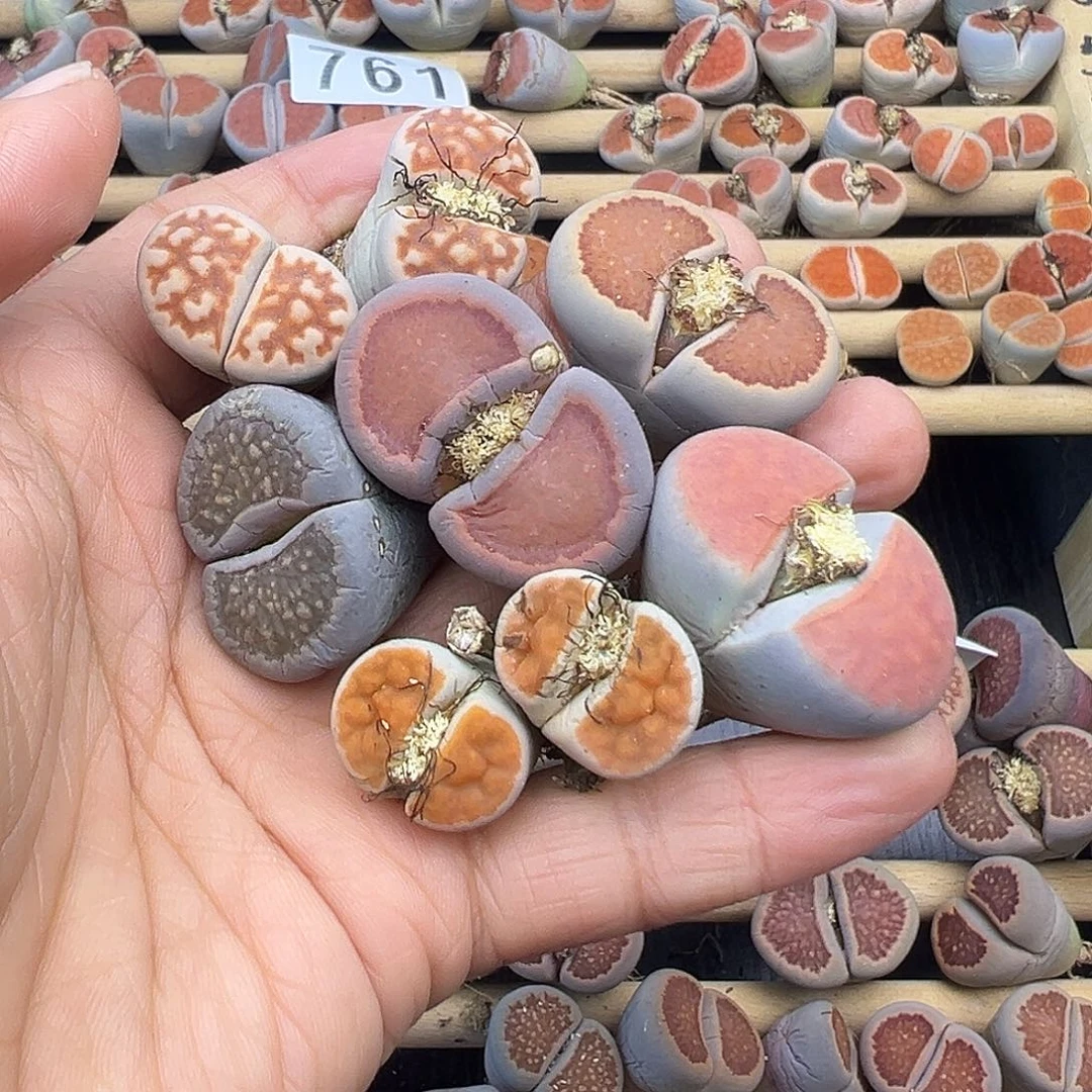 803 生石花有伤清货不售后