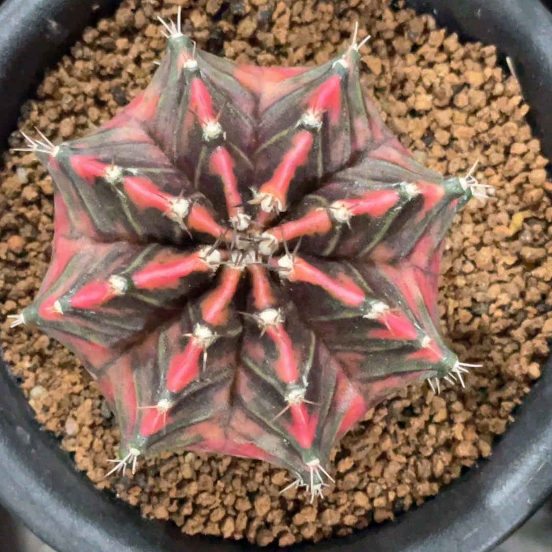 当前无花朵，栽培后可花朵黑红米哈锦