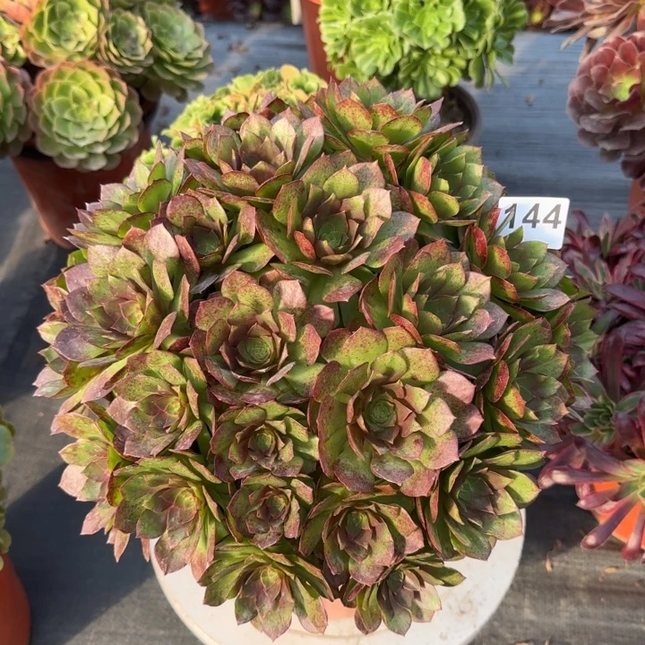 多肉植物若桃144号